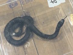 -酷以爬仙阁实体爬宠店·守宫·蜥蜴·专业繁育