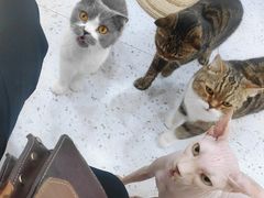 -喵园·猫主题咖啡厅·撸猫·猫咖(国贸店)