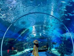 -海合安武汉极地海洋公园