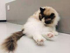 -糯米喵星人·撸猫猫舍咖啡馆(西市场嘉华店)