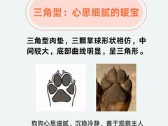 -翊宠yipet猫狗购宠庄园