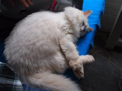 白咩-Anne猫窝咖啡屋