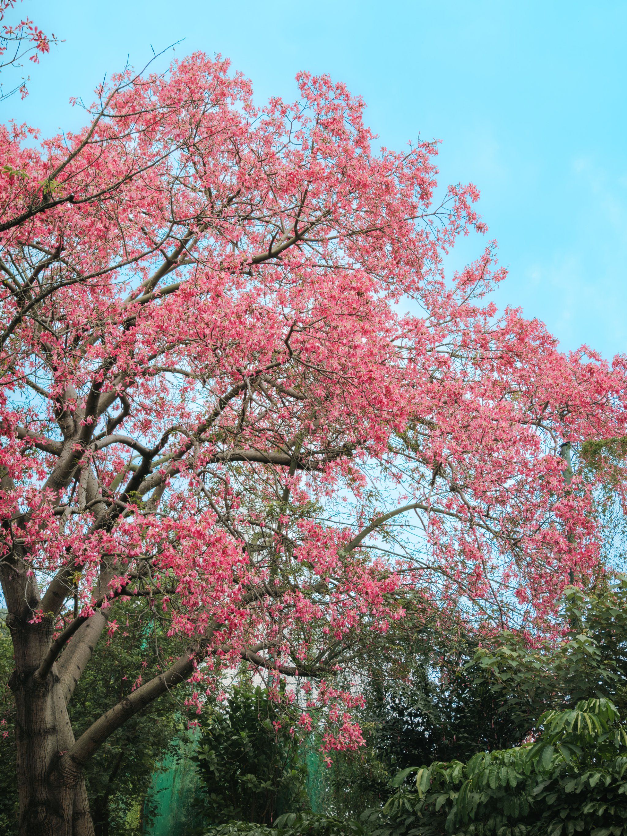 叮咚!在广州发现一颗巨大的异木棉