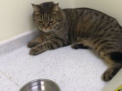 -天宠宠物医院24小时·急重症诊疗中心·全科·腔镜特色(和平分院)