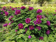 -石家庄市植物园