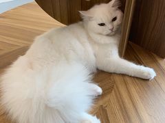 -飞行喵MR PILOT|猫舍·猫咖(静安大融城店)
