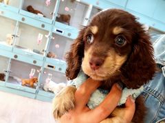 -萌宠之家·腊肠犬·马尔泰·小体犬舍