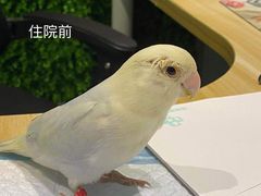 -雨林宠物医院 非犬猫异宠专科