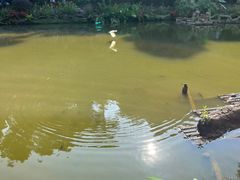 -深圳仙湖植物园