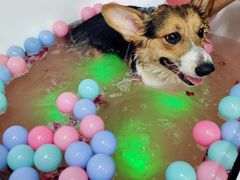 -派多格宠物·购宠(靛厂路店)