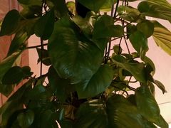 -宜昌富力皇冠假日酒店·咖啡1号西餐厅