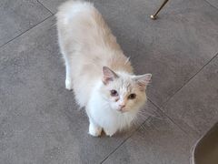 -飞行喵MR PILOT|猫舍·猫咖(静安大融城店)