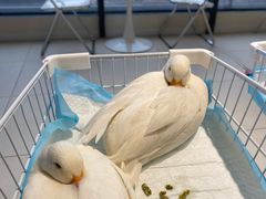 -怪兽屋·羊驼·猫咖·狗咖(俊华广场店)