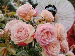 -人民公园(罗湖区)