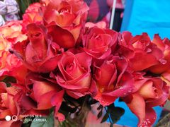 -重庆市江北嘴中央商务区中央公园