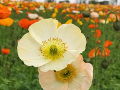 -紫颐香薰山谷景区