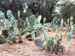 -北海金海湾红树林生态旅游区