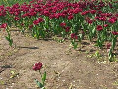 -长春公园(普阳街道)