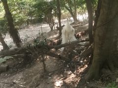 -绿野餐厅(上海动物园店)