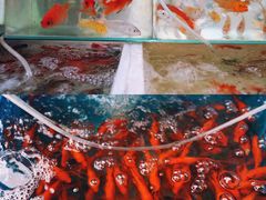-万商花鸟市场