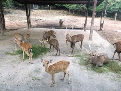 -清迈夜间动物园