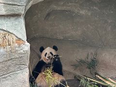 -中国大熊猫保护研究中心雅安碧峰峡基地