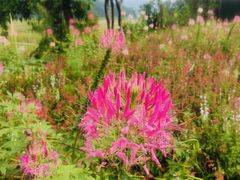 -孔雀湖生态旅游区