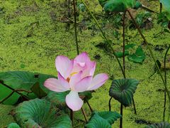 -红山村