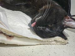 -纳吉亚猫专科动物诊疗中心(蒋宅口分院)