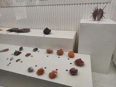 -青岛贝壳博物馆