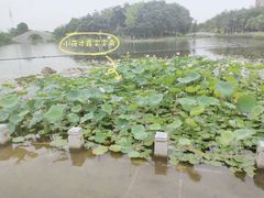 -映月湖公园