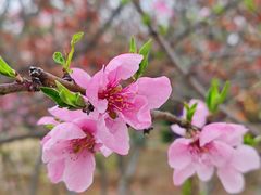 -武汉紫薇都市田园