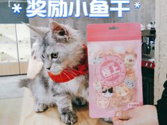 -十年猫舍·猫咪专门店(普陀店)