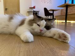 -猫腻·猫咖·撸猫馆(星光大道店)