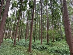 -黄海国家森林公园