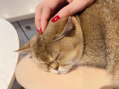 -猫房·猫吧·猫咖(龙湖时代汇店)