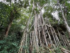 -中国科学院西双版纳热带植物园
