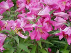 -径山花海