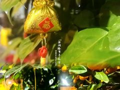 -越秀西湖花市(广州城市广场花卉店)
