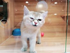 -猫十亿·布偶金渐层·曼基康矮脚猫舍(青年路店)