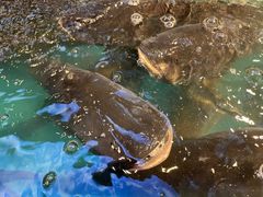 -魏铭鱼头捞饭(晋阳路店)