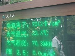 -天目山大树王景区