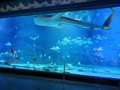 -烟台海昌鲸鲨海洋公园