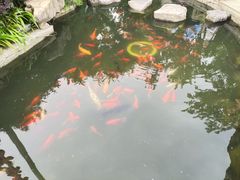 -合肥滨湖国家森林公园