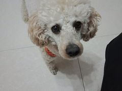 -宠福鑫康馨动物医院·骨科·眼科