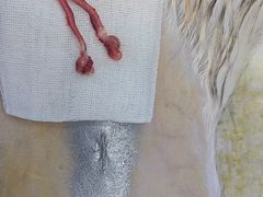 -关爱宠物医院·猫科中心·消化科(滨湖万达分院)