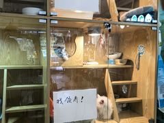 -平行世界·猫咖(首经贸店)