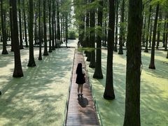 -渌洋湖湿地公园