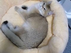 -钦宠·猫咪售卖·洗护·寄养(东圃旗舰店)