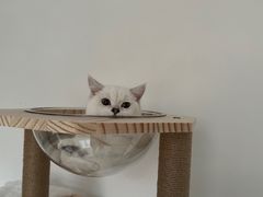 -lincat·猫舍(广州店)